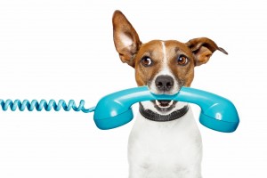 contact